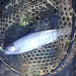 増水だ！天竜川ルアーフライ専用区